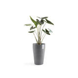 ECOPOTS© Sankara Mid High 55 cm - Ecopots South Africa