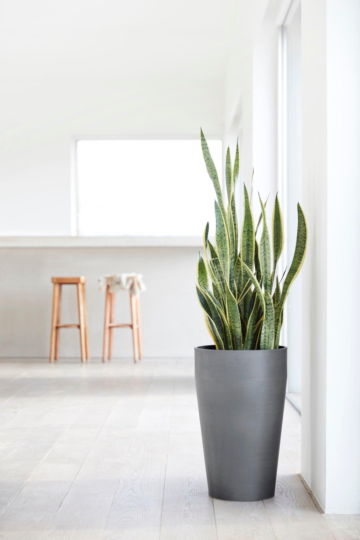 ECOPOTS© Sankara High 75 cm - Ecopots South Africa