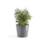 ECOPOTS© Amsterdam Mini 17 cm - Ecopots South Africa