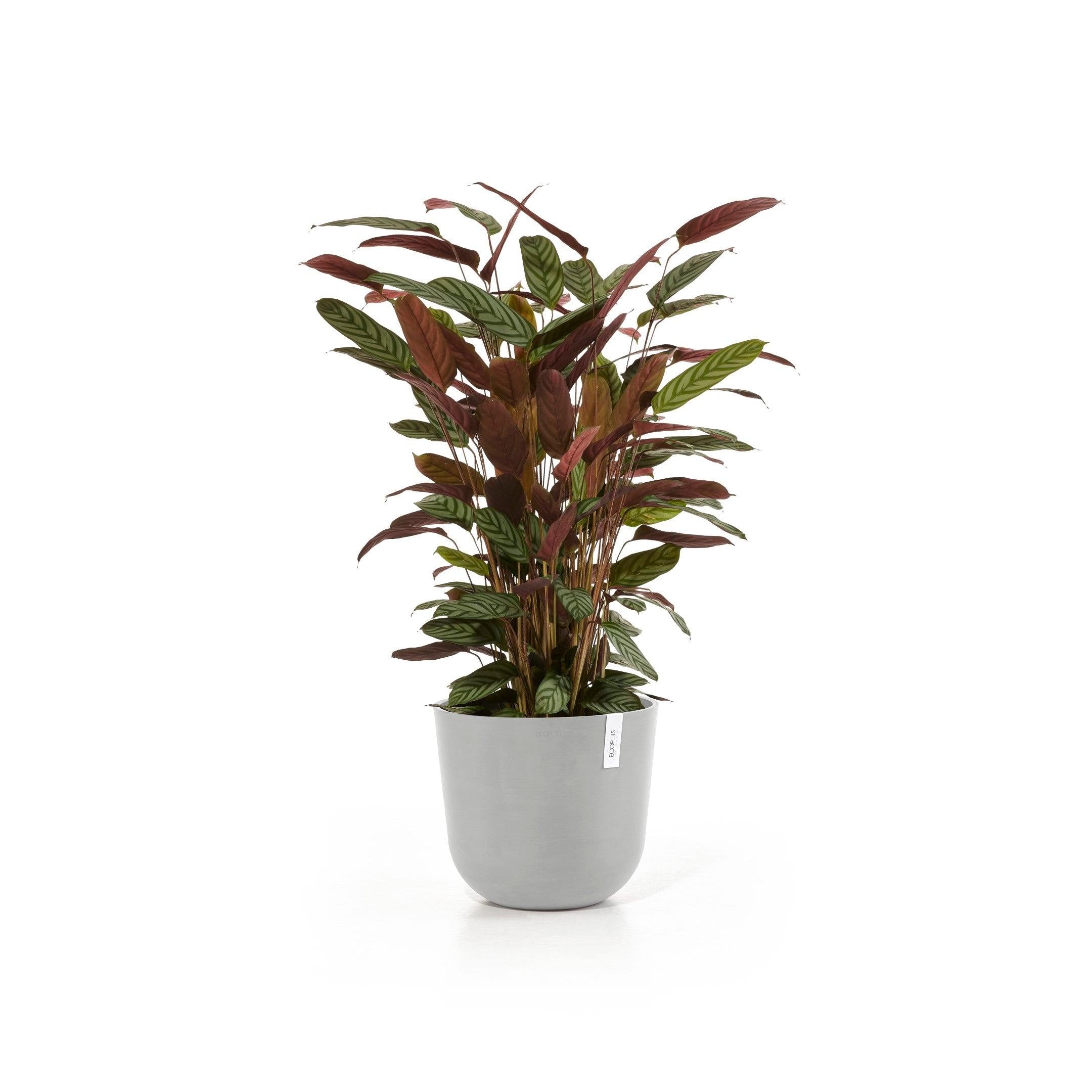 ECOPOTS© Oslo 35 cm - Ecopots South Africa