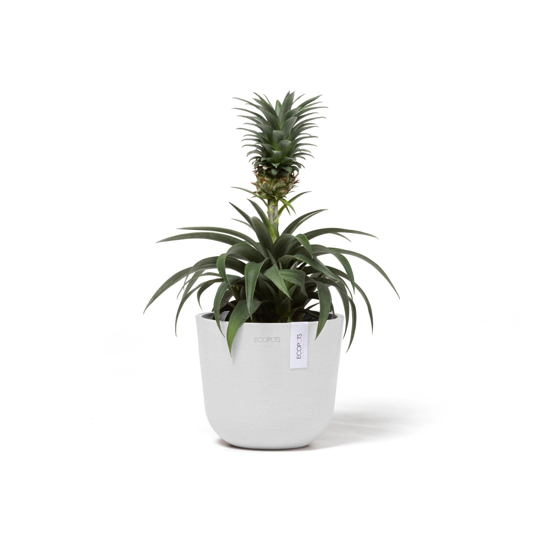 ECOPOTS© Oslo Mini 16 cm - Ecopots South Africa