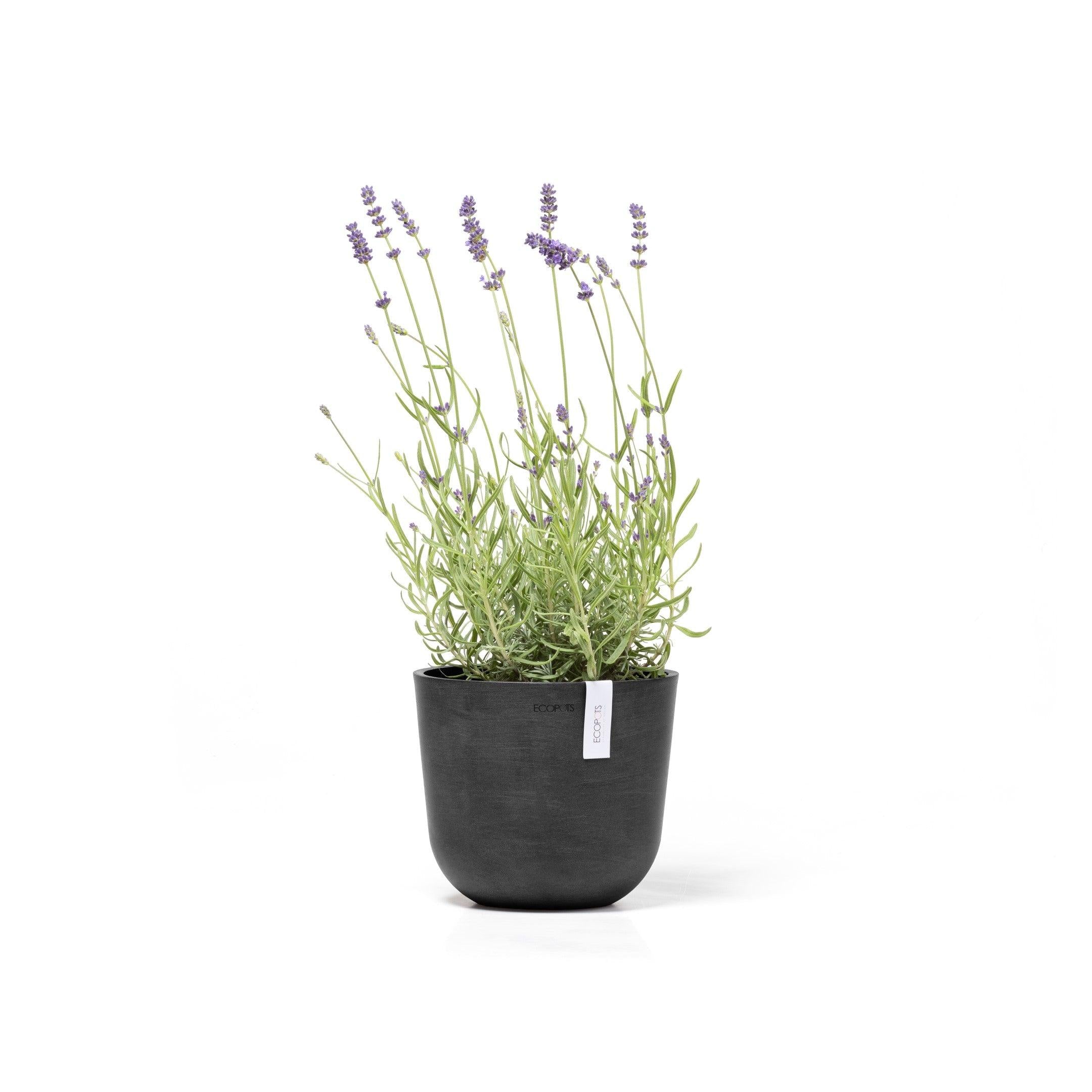 ECOPOTS© Oslo Mini 19 cm - Ecopots South Africa