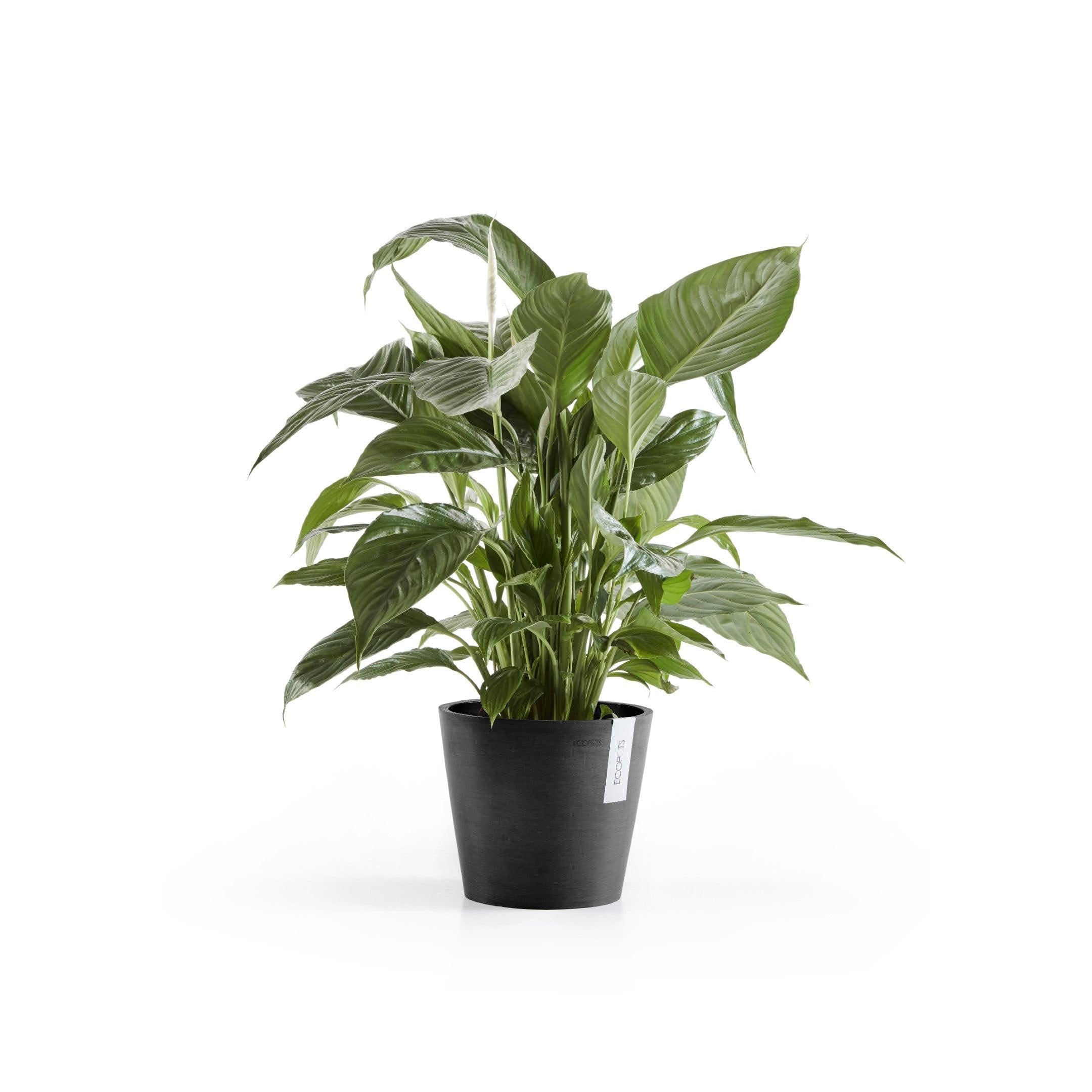 ECOPOTS© Amsterdam 20 cm - Ecopots South Africa