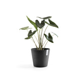 ECOPOTS© Amsterdam 30 cm - Ecopots South Africa