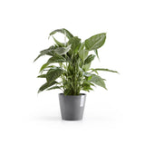 ECOPOTS© Amsterdam 20 cm