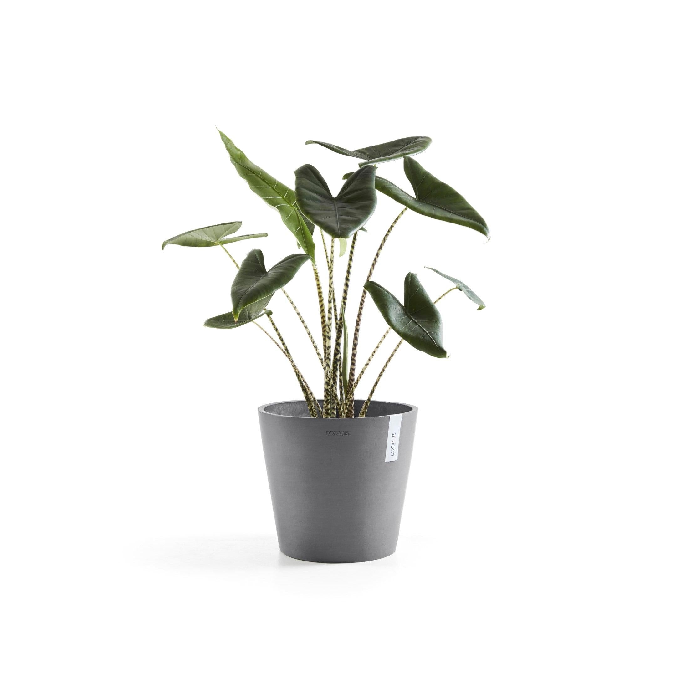 ECOPOTS© Amsterdam 30 cm - Ecopots South Africa