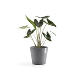 ECOPOTS© Amsterdam 30 cm - Ecopots South Africa