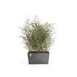 ECOPOTS© Paris 100 cm - Ecopots South Africa