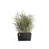 ECOPOTS© Paris 100 cm - Ecopots South Africa