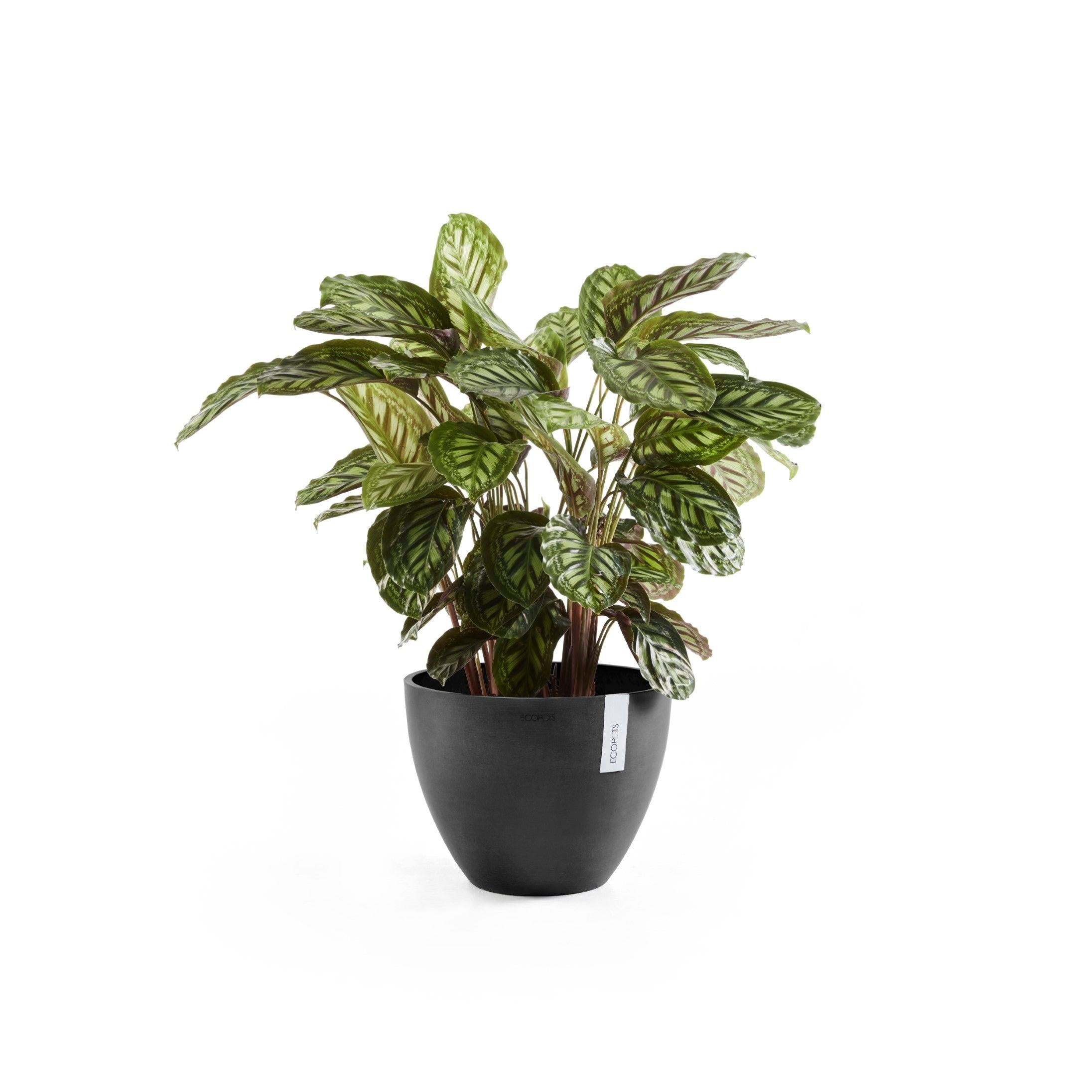 ECOPOTS© Antwerp 40 cm - Ecopots South Africa