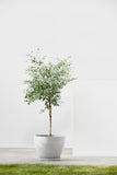 ECOPOTS© Antwerp 50 cm - Ecopots South Africa