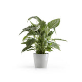 ECOPOTS© Amsterdam 20 cm - Ecopots South Africa