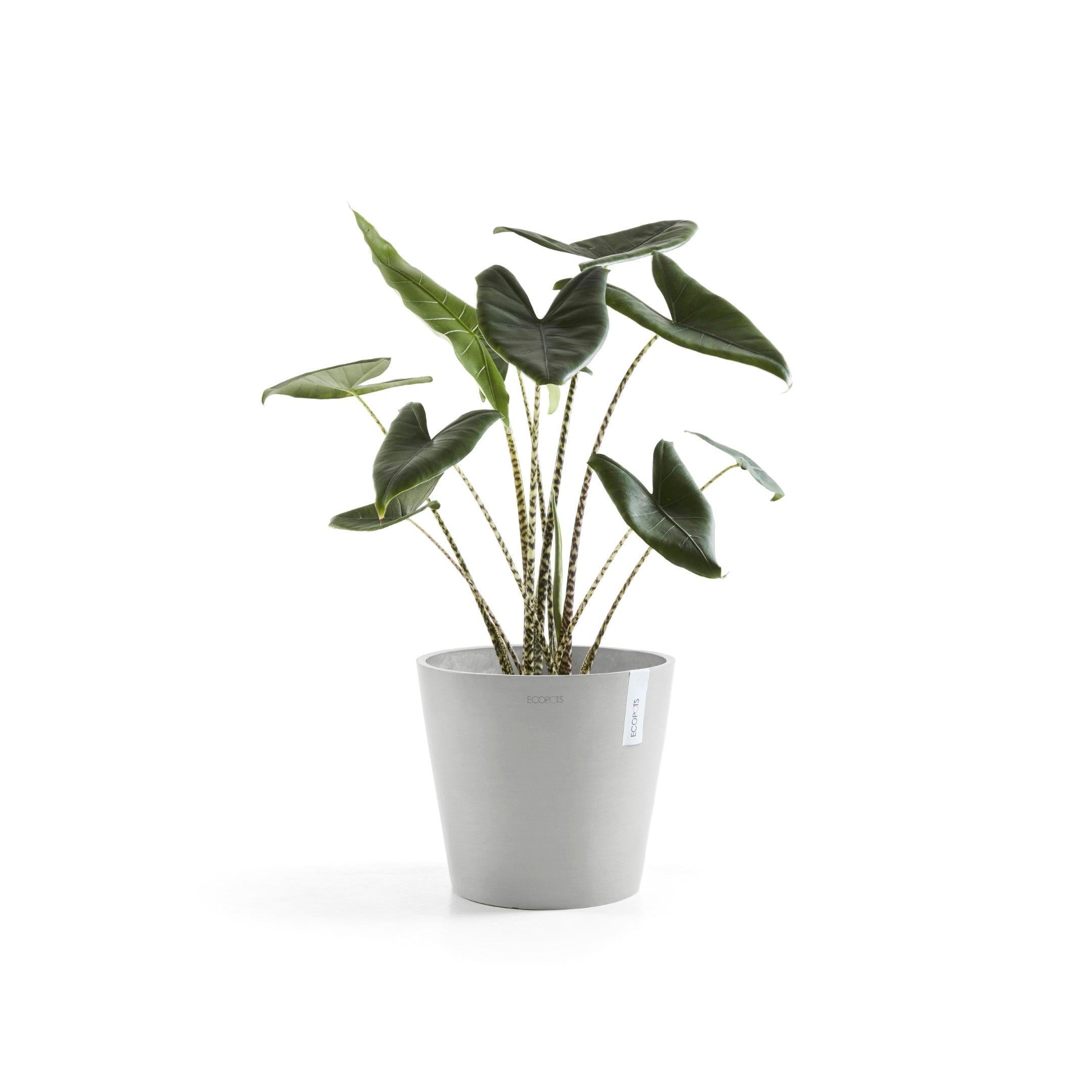 ECOPOTS© Amsterdam 30 cm