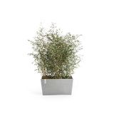 ECOPOTS© Paris 80 cm