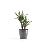 ECOPOTS© Venice 30 cm - Ecopots South Africa