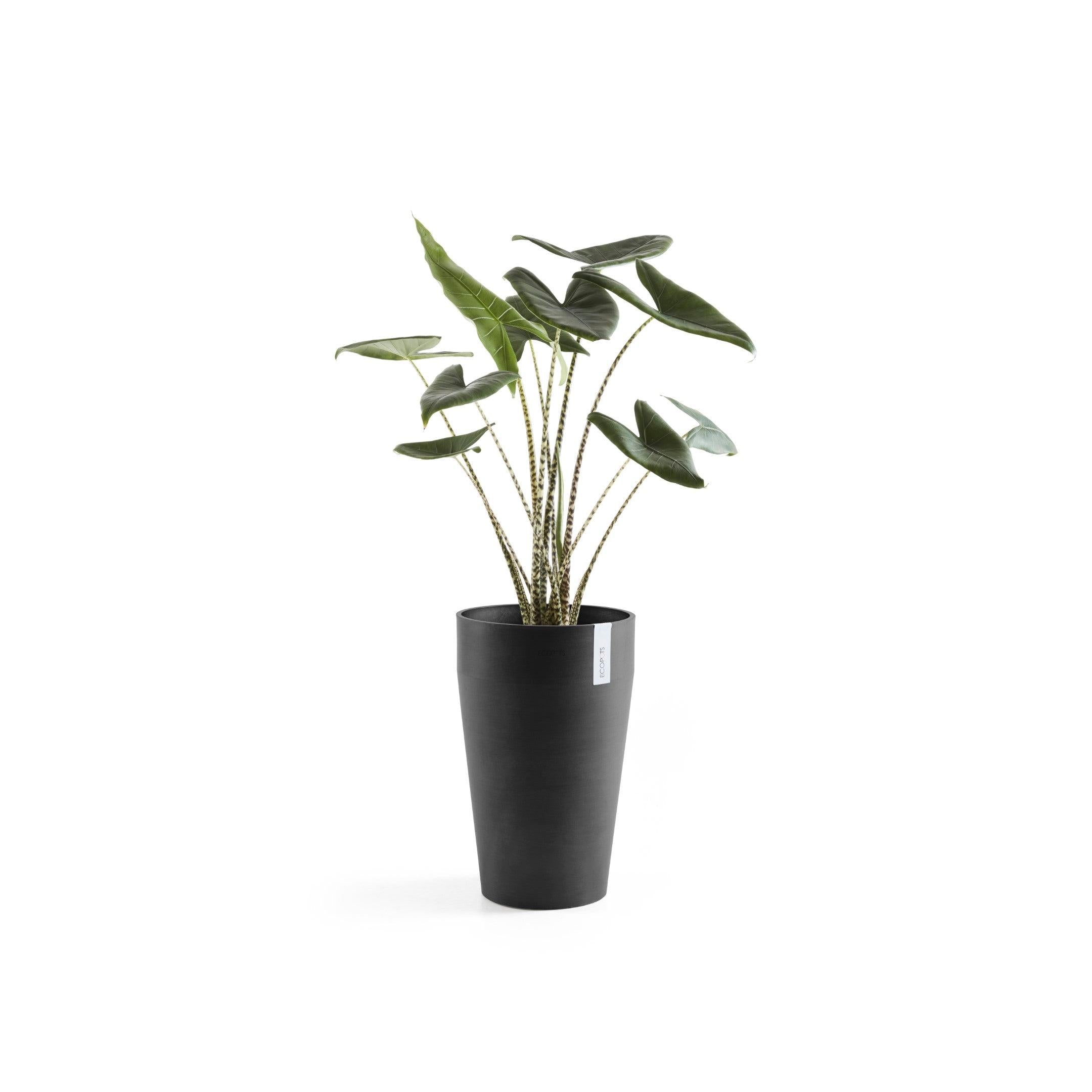 ECOPOTS© Sankara Mid High 55 cm - Ecopots South Africa