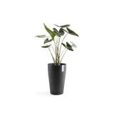 ECOPOTS© Sankara Mid High 55 cm - Ecopots South Africa