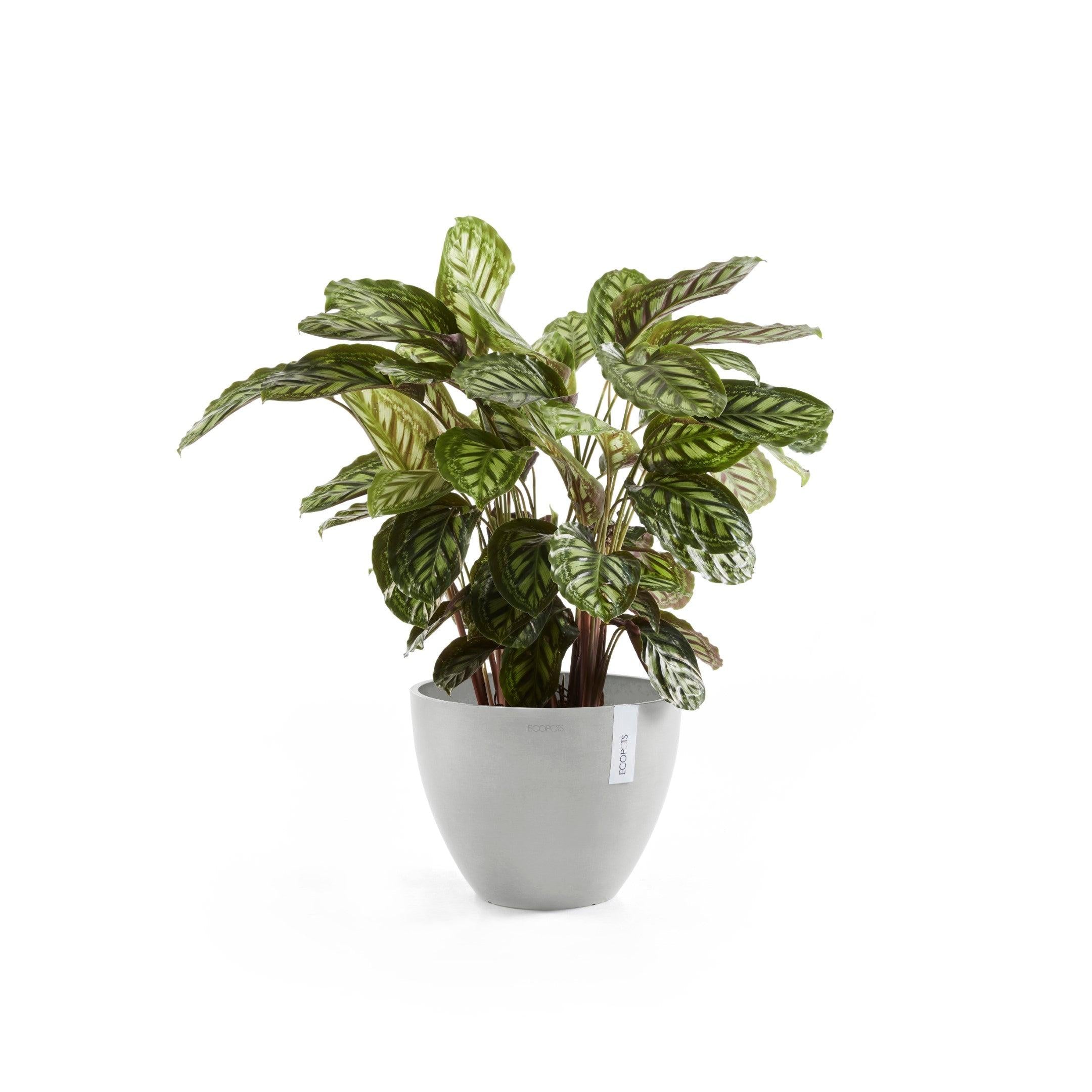ECOPOTS© Antwerp 50 cm
