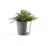 ECOPOTS© Amsterdam Mini 8 cm - Ecopots South Africa