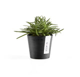 ECOPOTS© Amsterdam Mini 8 cm - Ecopots South Africa