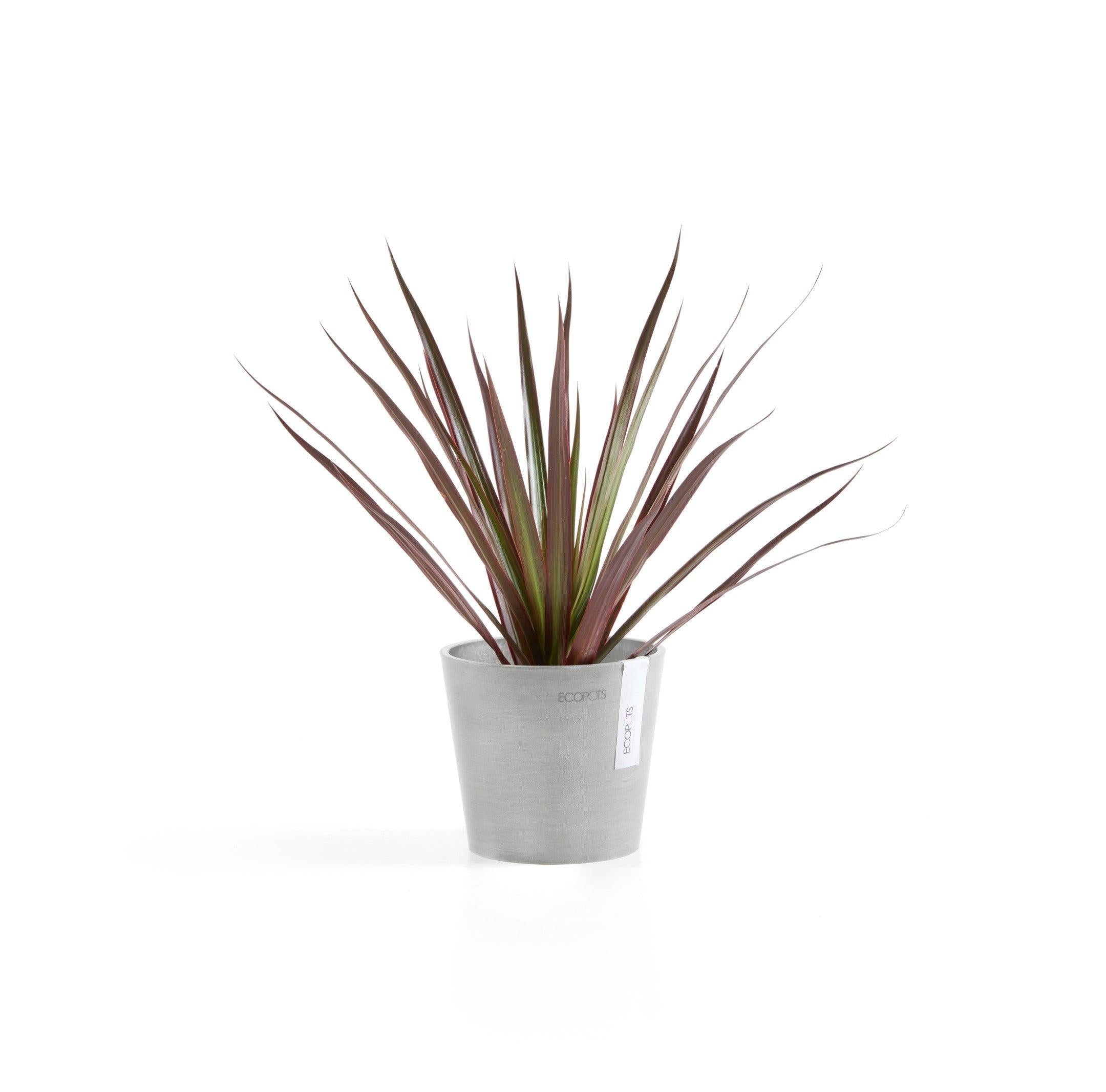 ECOPOTS© Amsterdam 13 cm
