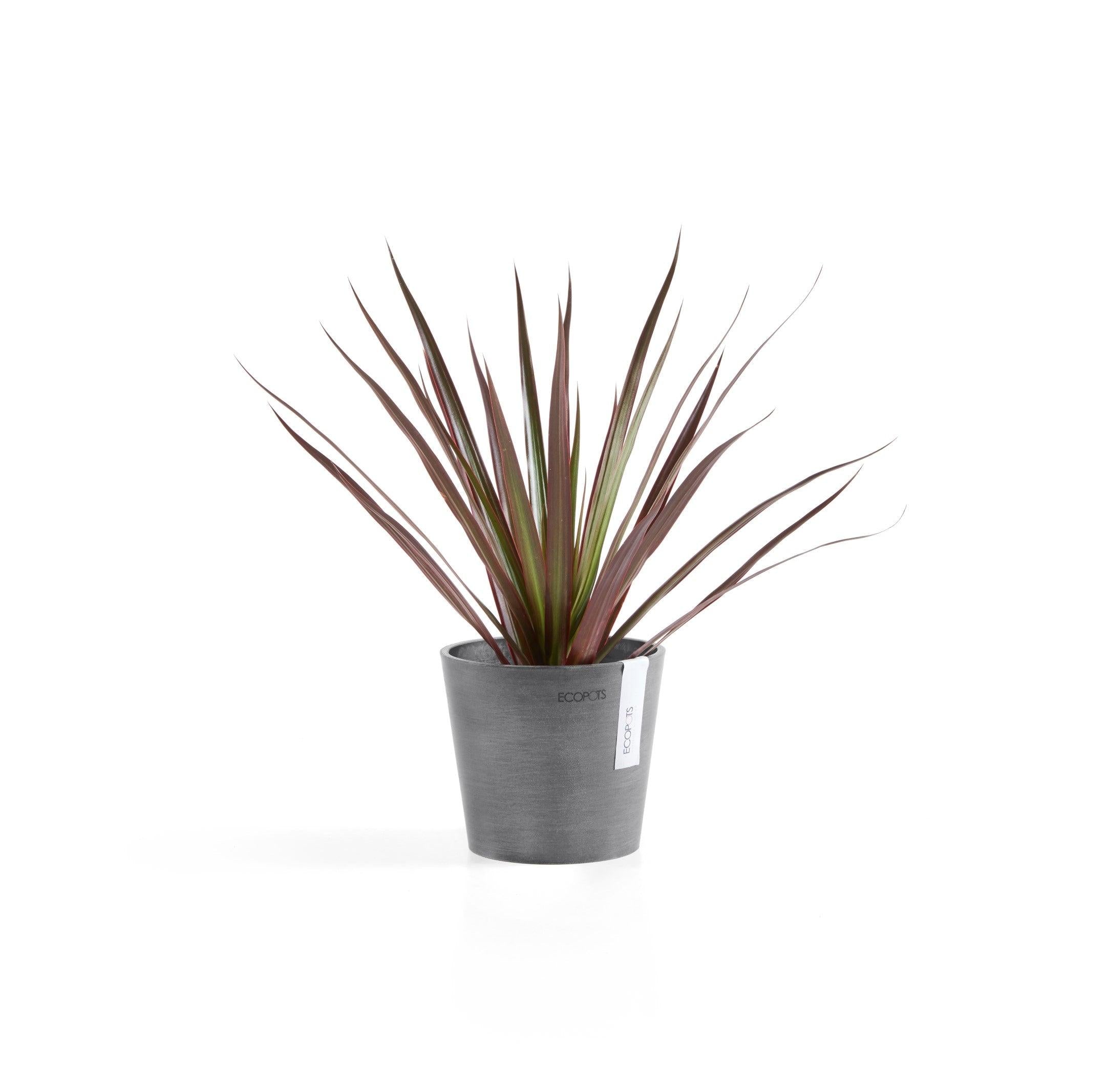 ECOPOTS© Amsterdam Mini 13 cm - Ecopots South Africa