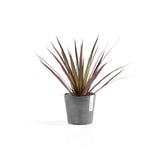 ECOPOTS© Amsterdam Mini 13 cm - Ecopots South Africa