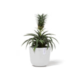ECOPOTS© Oslo Mini 16 cm - Ecopots South Africa