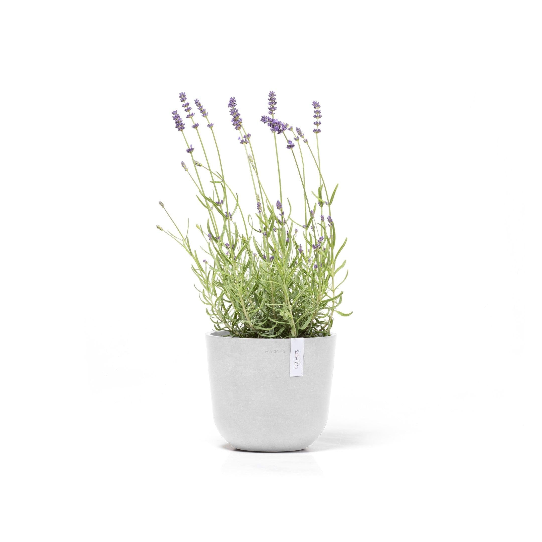 ECOPOTS© Oslo Mini 19 cm