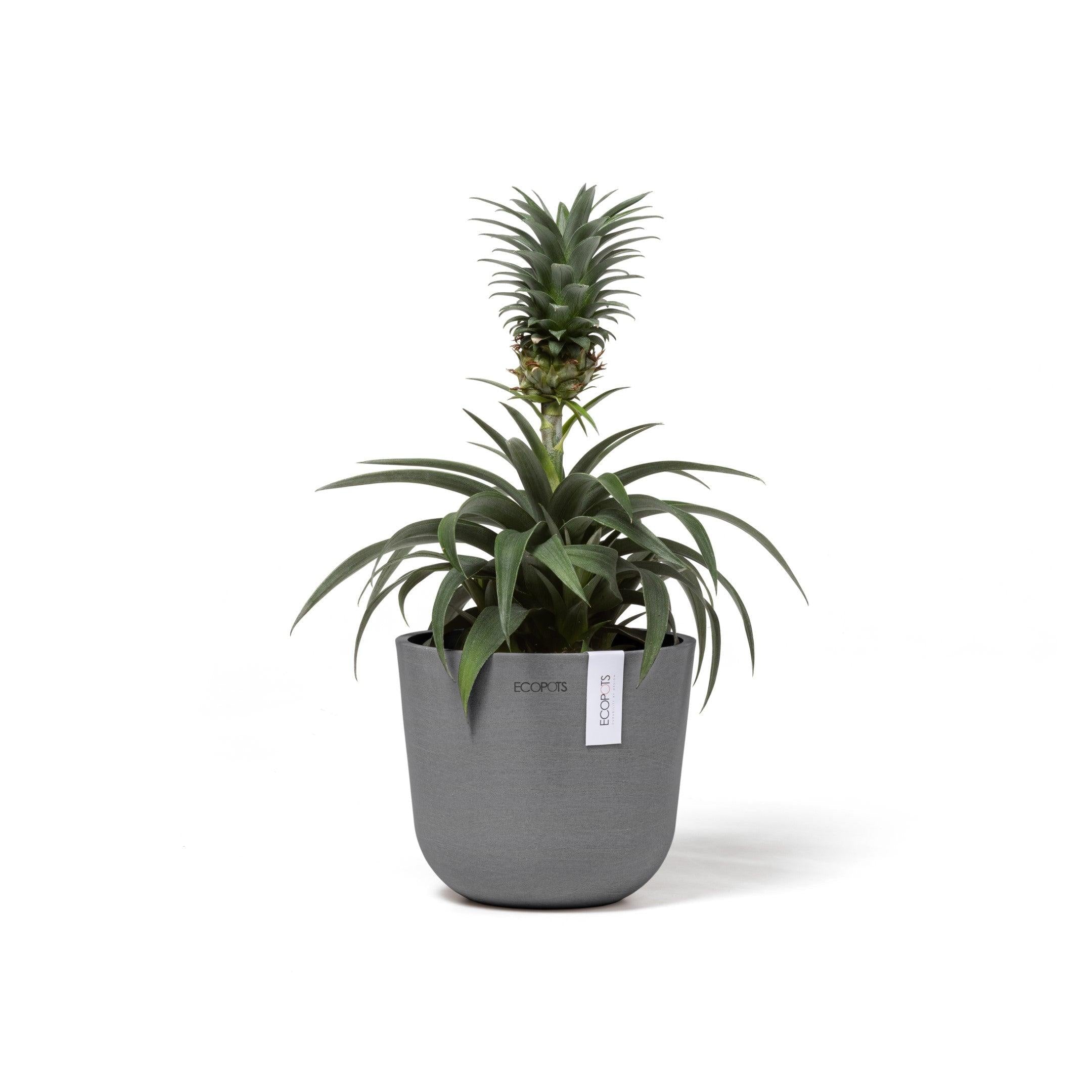 ECOPOTS© Oslo Mini 16 cm - Ecopots South Africa