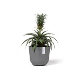 ECOPOTS© Oslo Mini 16 cm - Ecopots South Africa